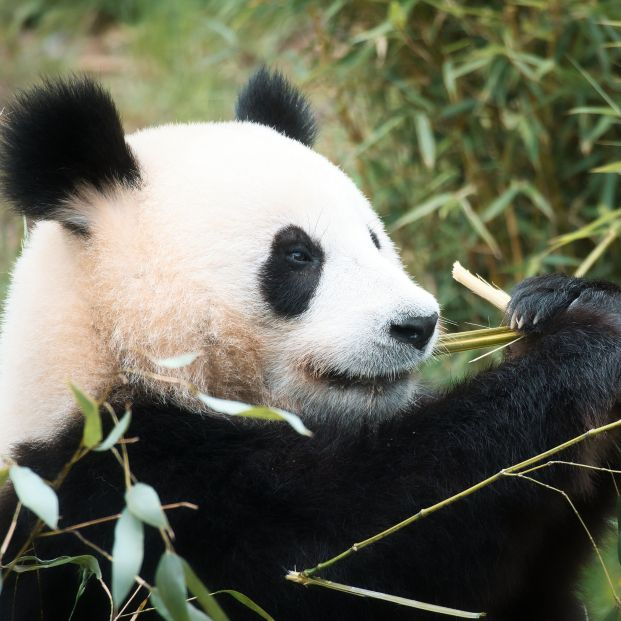 Dos pandas gemelos recién nacidos en China se hacen virales