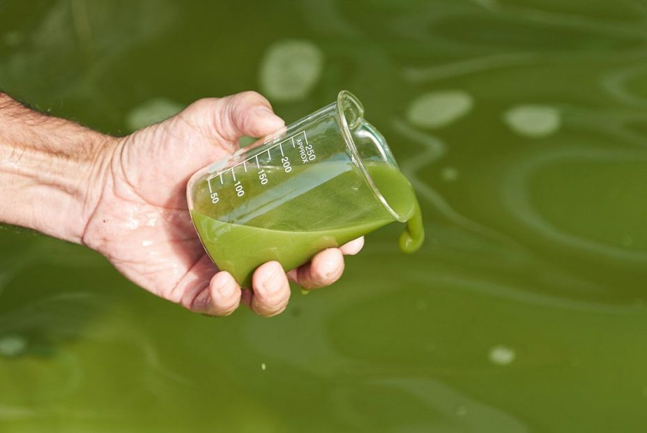 La alimentación del futuro: microalgas y espirulina en la localidad murciana de San Javier. Foto :1.001 Sabores