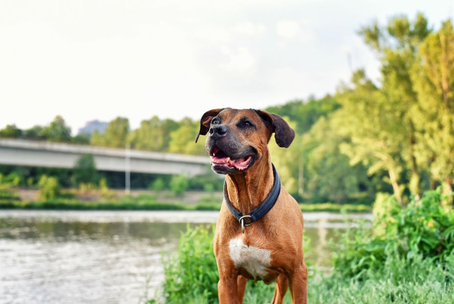 El riesgo  en los perros mayores de más de diez años que...