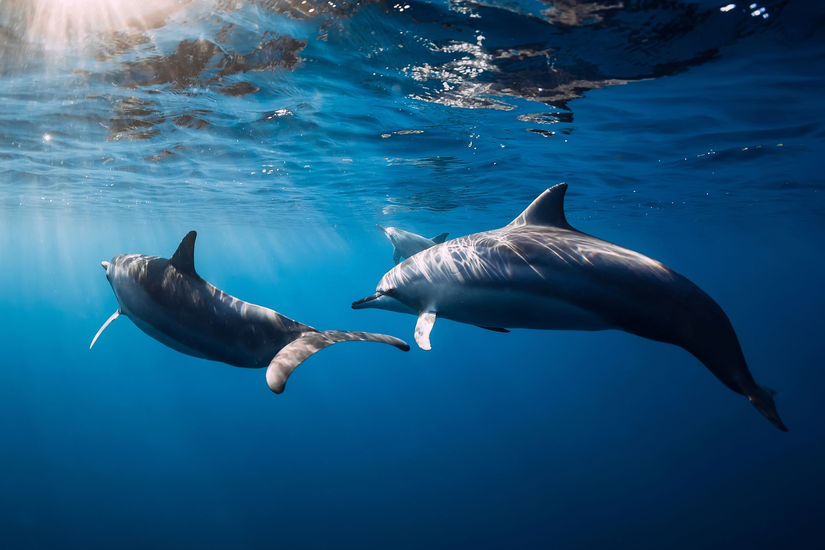 Los delfines forman la mayor red de alianzas después de los humanos