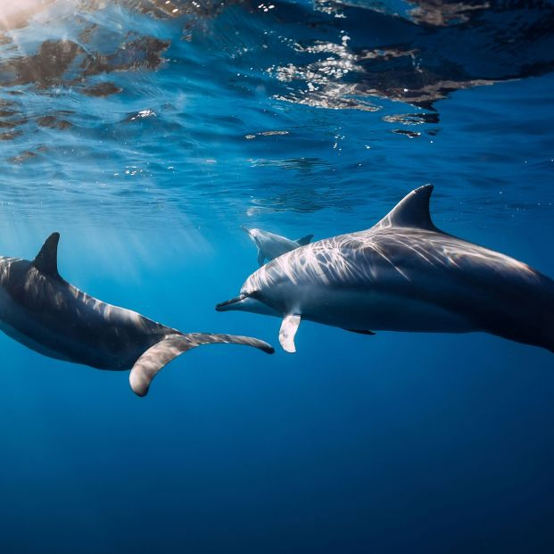 Los delfines forman la mayor red de alianzas después de los humanos