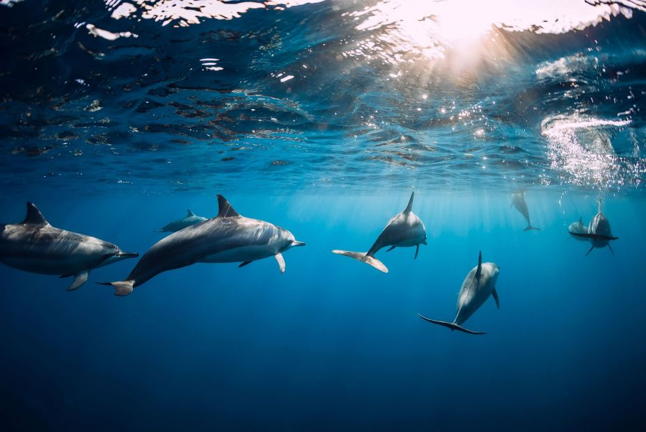 Forma mayor red alianzas delfines
