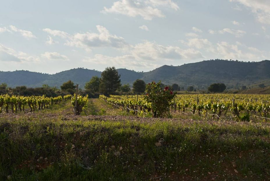 Viñedos de Bodegas Castaño okok Viñedos de Bodegas Castaño okok