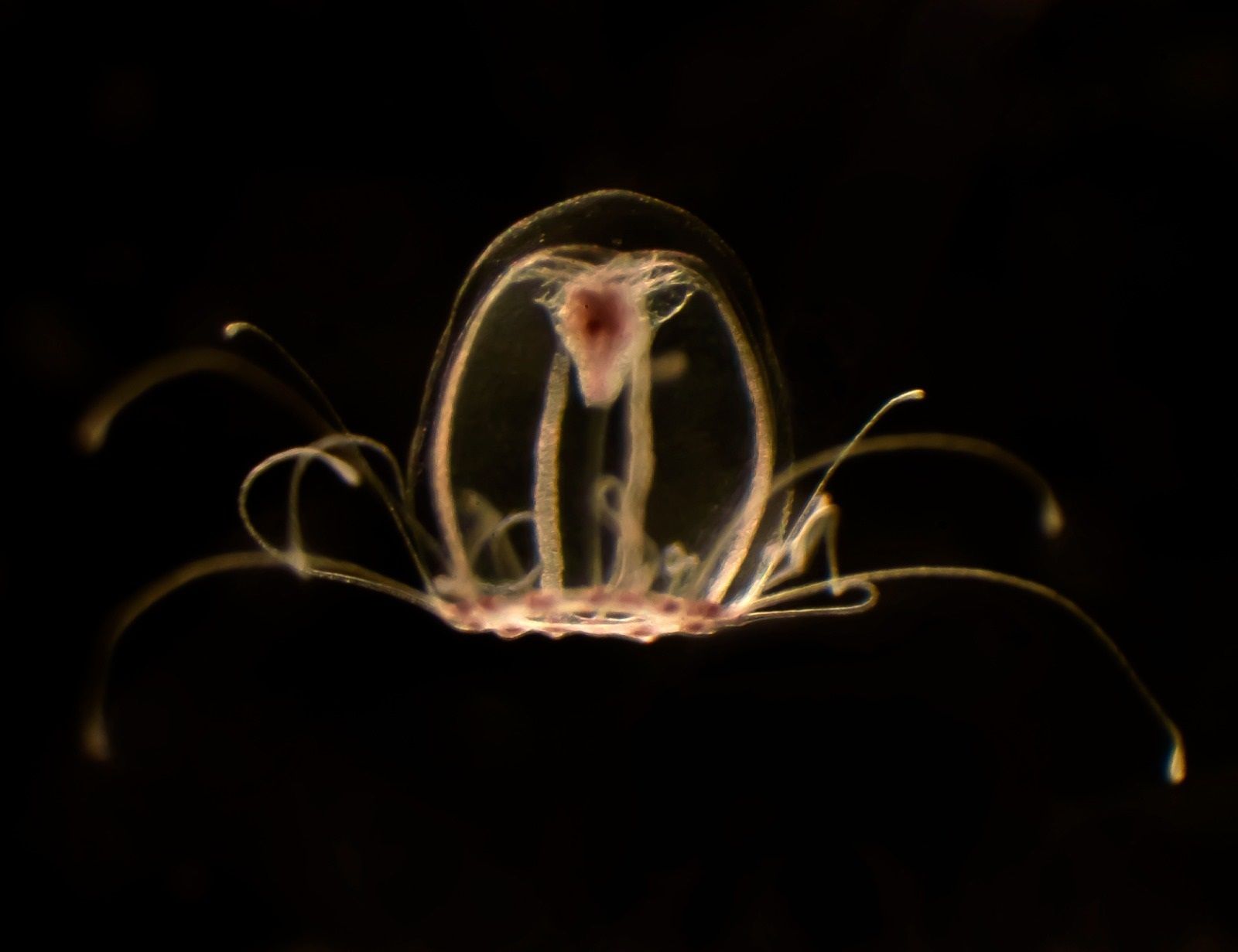 La medusa inmortal abre la puerta a la lucha contra el envejecimiento