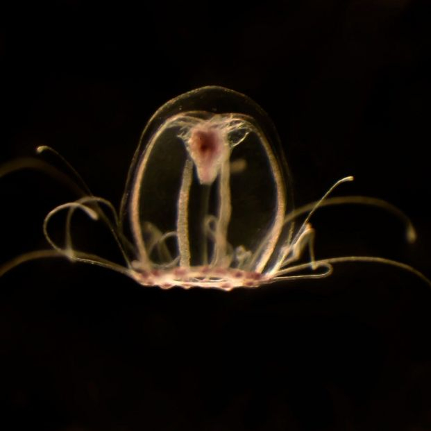 La medusa inmortal abre la puerta a la lucha contra el envejecimiento