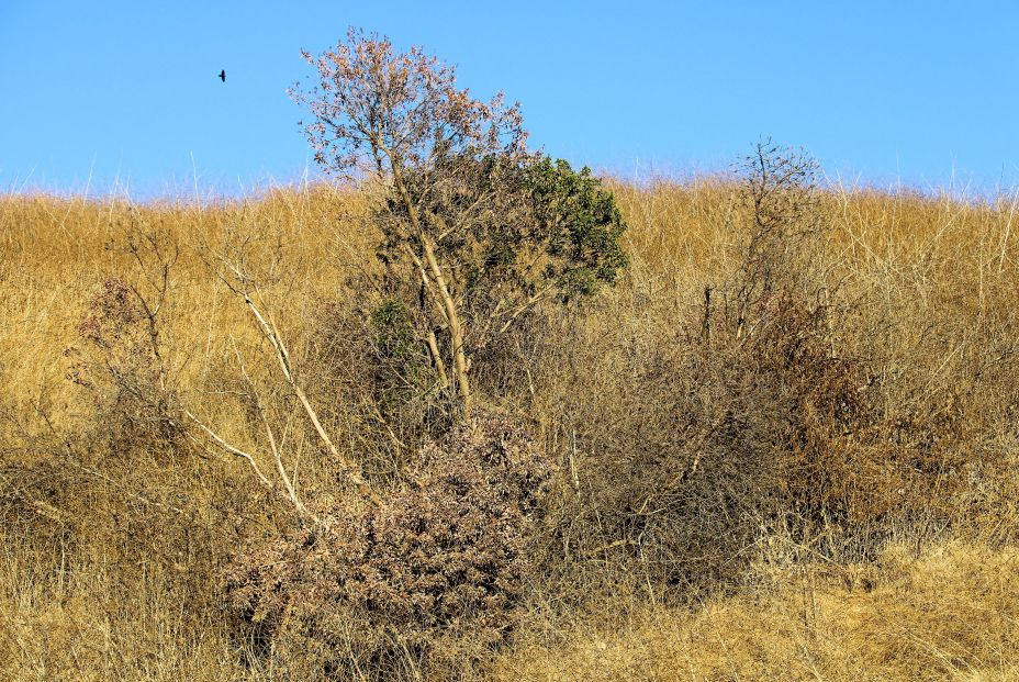 Zonas áridas ecosistemas templados