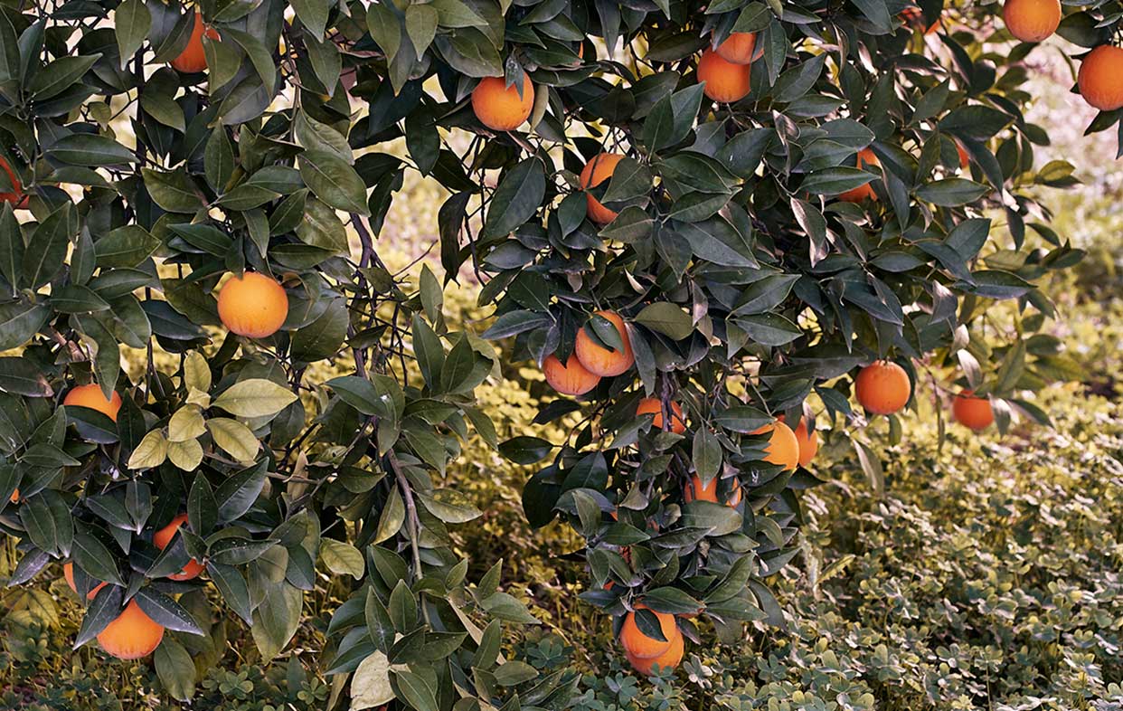 En la Región de Murcia conectan el ocio juvenil y deportivo con la actividad agraria . Rutas Gastro Botánicas por la huerta de la Región de Murcia. El Huertico