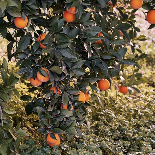 Rutas Gastro Botánicas por la huerta de la Región de Murcia. El Huertico