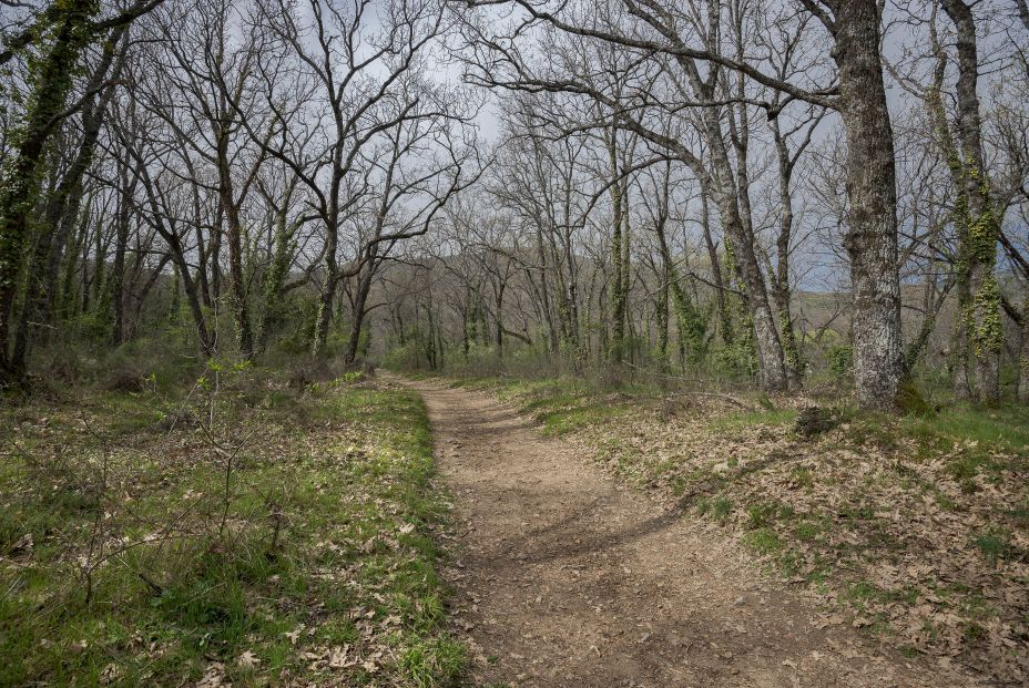 Así quedarán nuestros bosques en unos años por culpa del cambio climático Así quedarán nuestros bosques en unos años por culpa del cambio climático