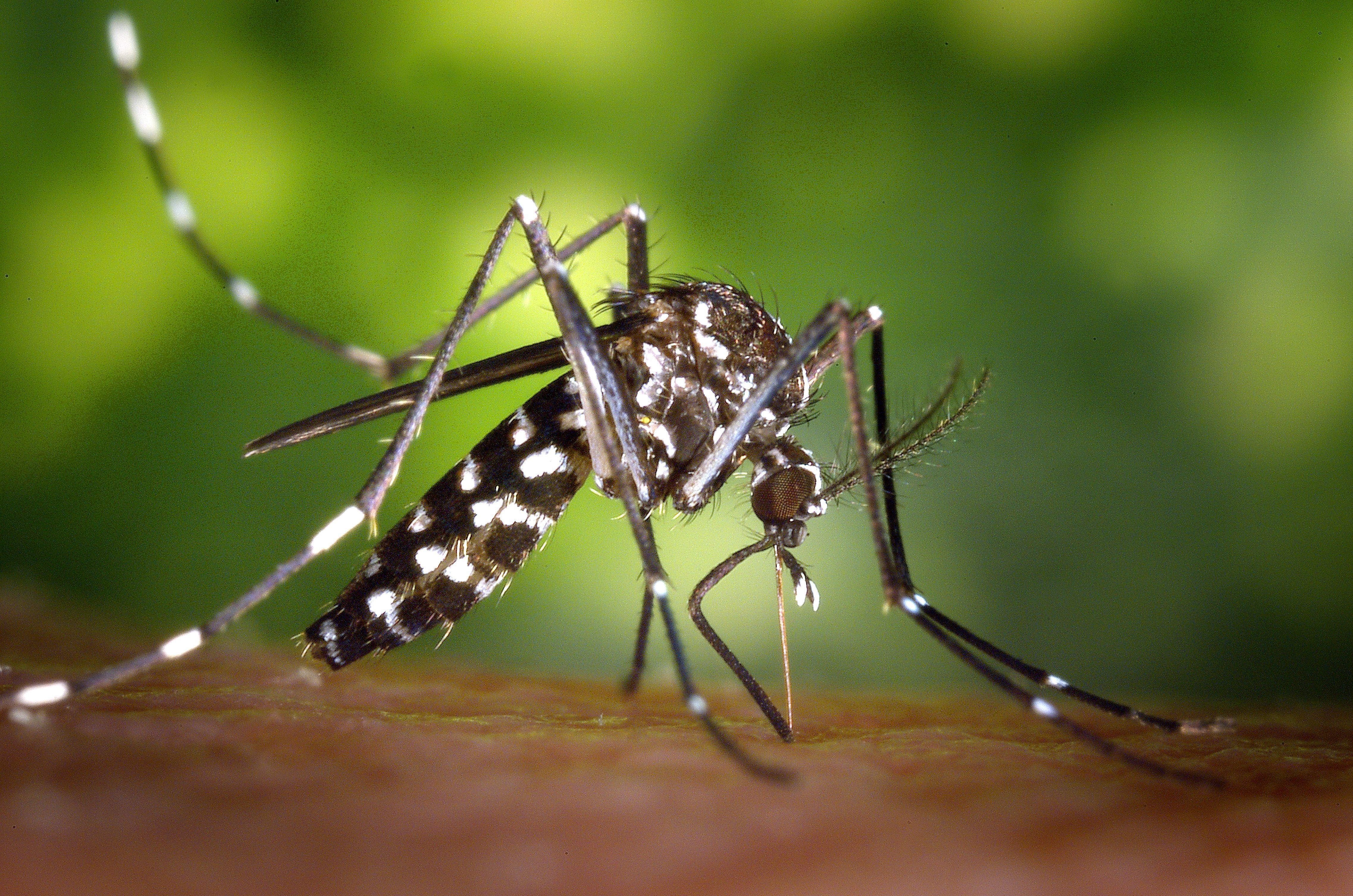 Identificados en España mosquitos tigre con una mutación resistente a los insecticidas autorizados