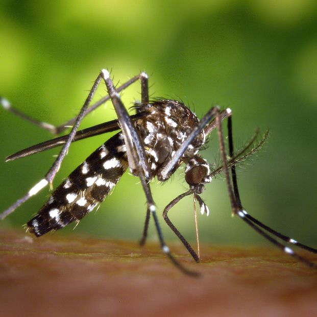 Identificados en España mosquitos tigre con una mutación resistente a los insecticidas autorizados