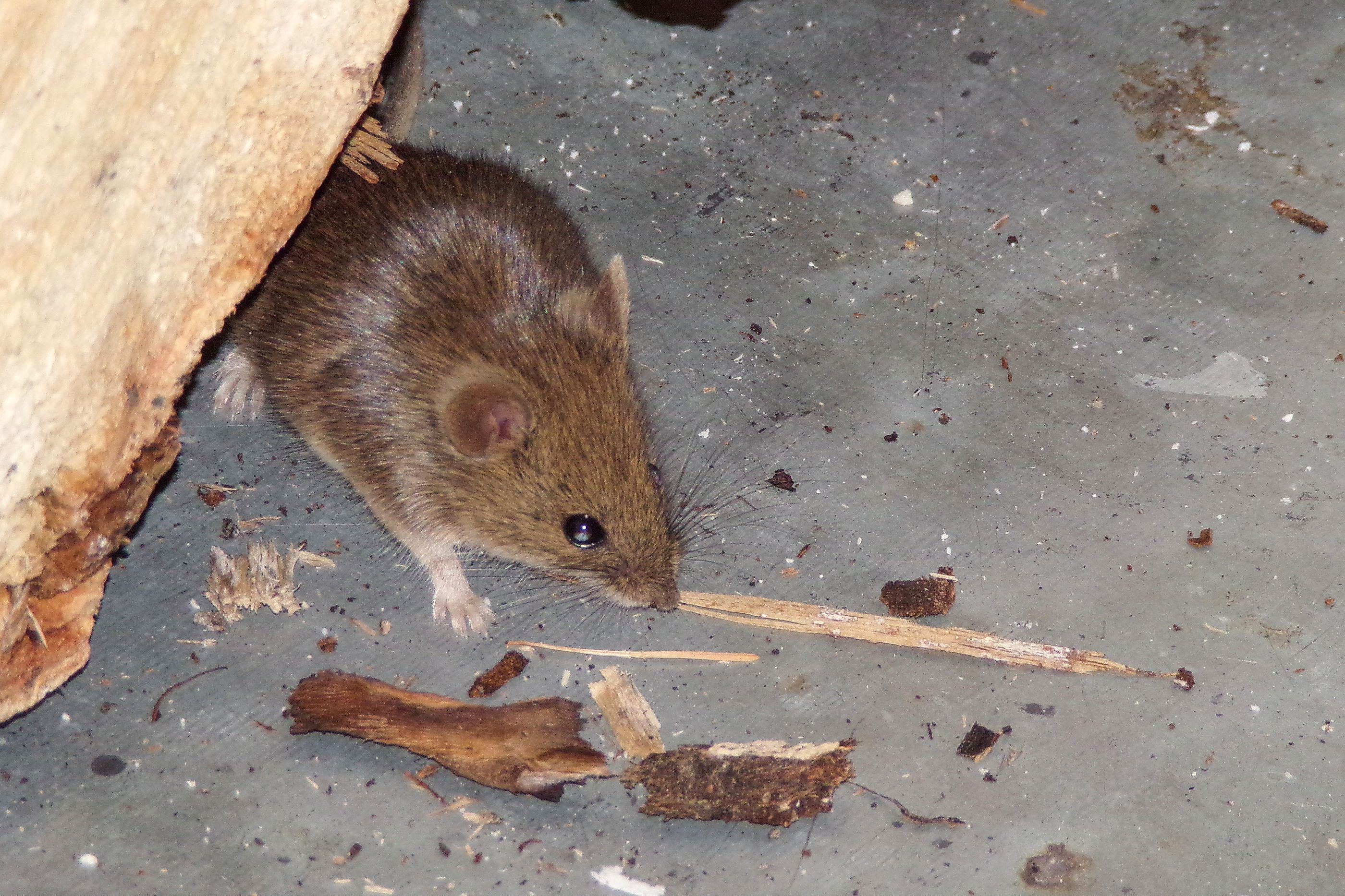 Un ratón de 225 millones de años es ahora el mamífero más antiguo