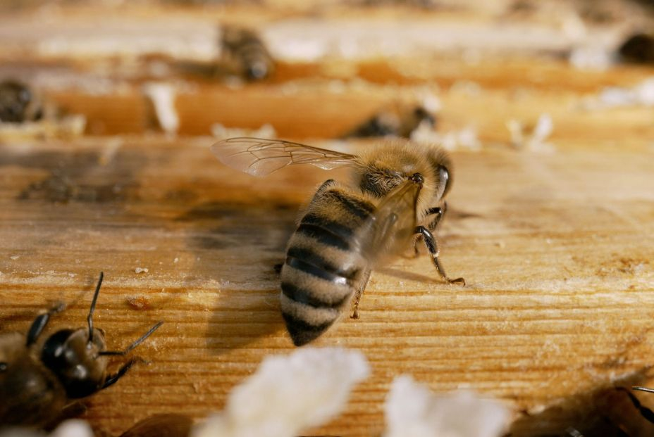 bigstock Bees Inside The Beehive Honey 456825405