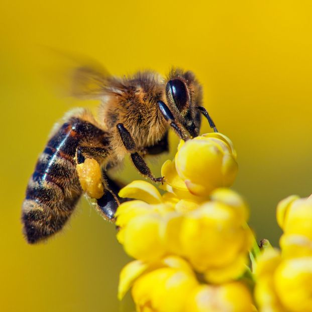 Las abejas se fijan en las formas de las flores que polinizan