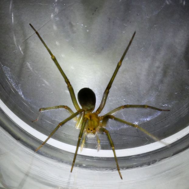 Cómo reconocer a la araña violinista y qué hacer si me pica Cómo reconocer a la araña violinista y qué hacer si me pica