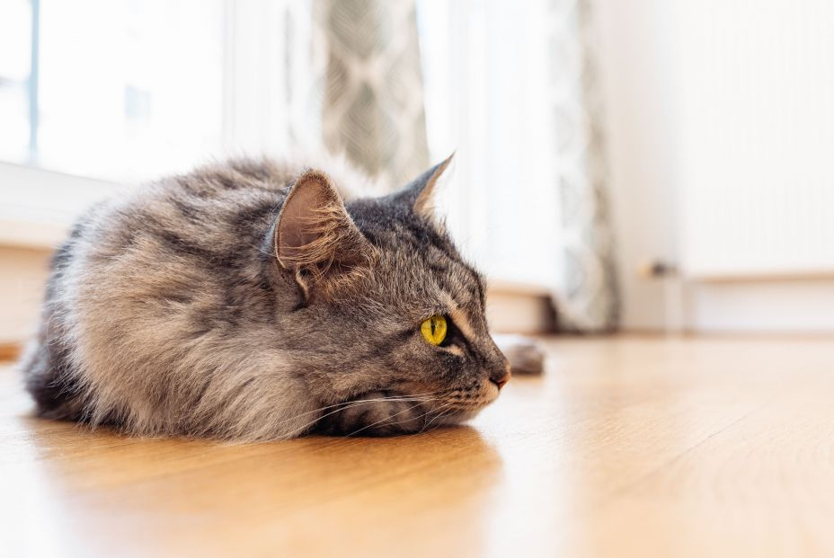 perros gatos pueden tener alzheimer