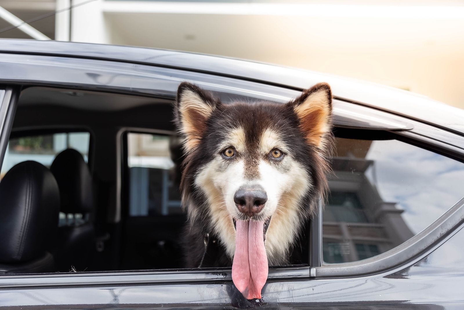 El sector del taxi acepta como clientes a las mascotas