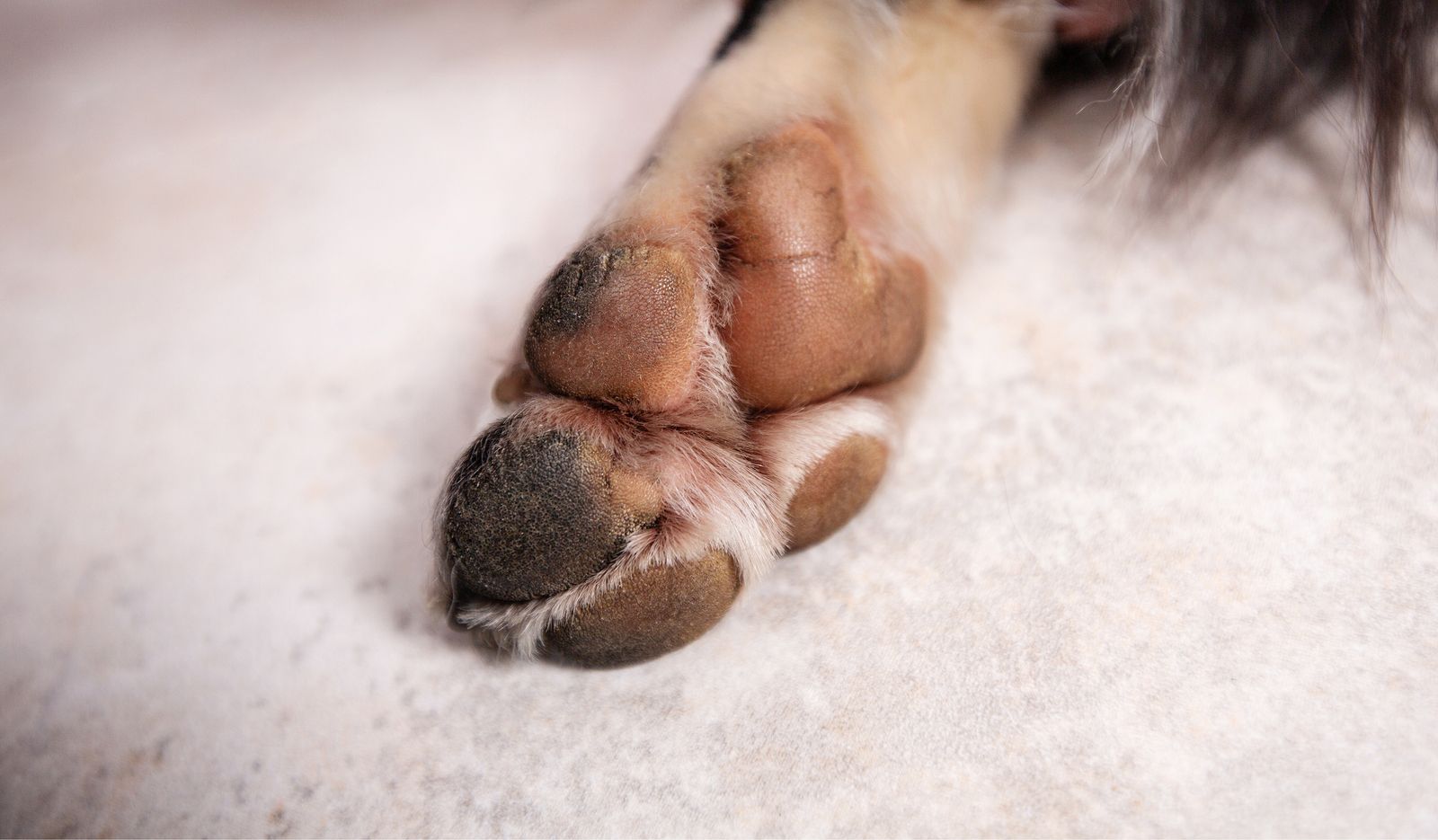 Cómo evitar que las almohadillas de tu perro se quemen con el calor