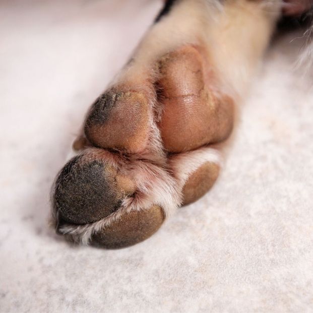 Cómo evitar que las almohadillas de tu perro se quemen con el calor Cómo evitar que las almohadillas de tu perro se quemen con el calor
