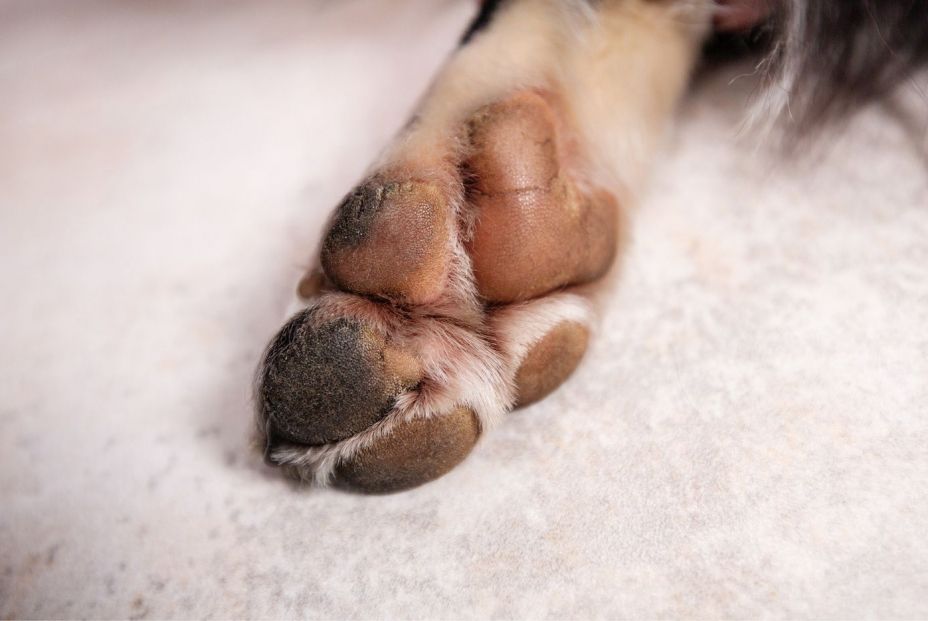 Cómo evitar que las almohadillas de tu perro se quemen con el calor