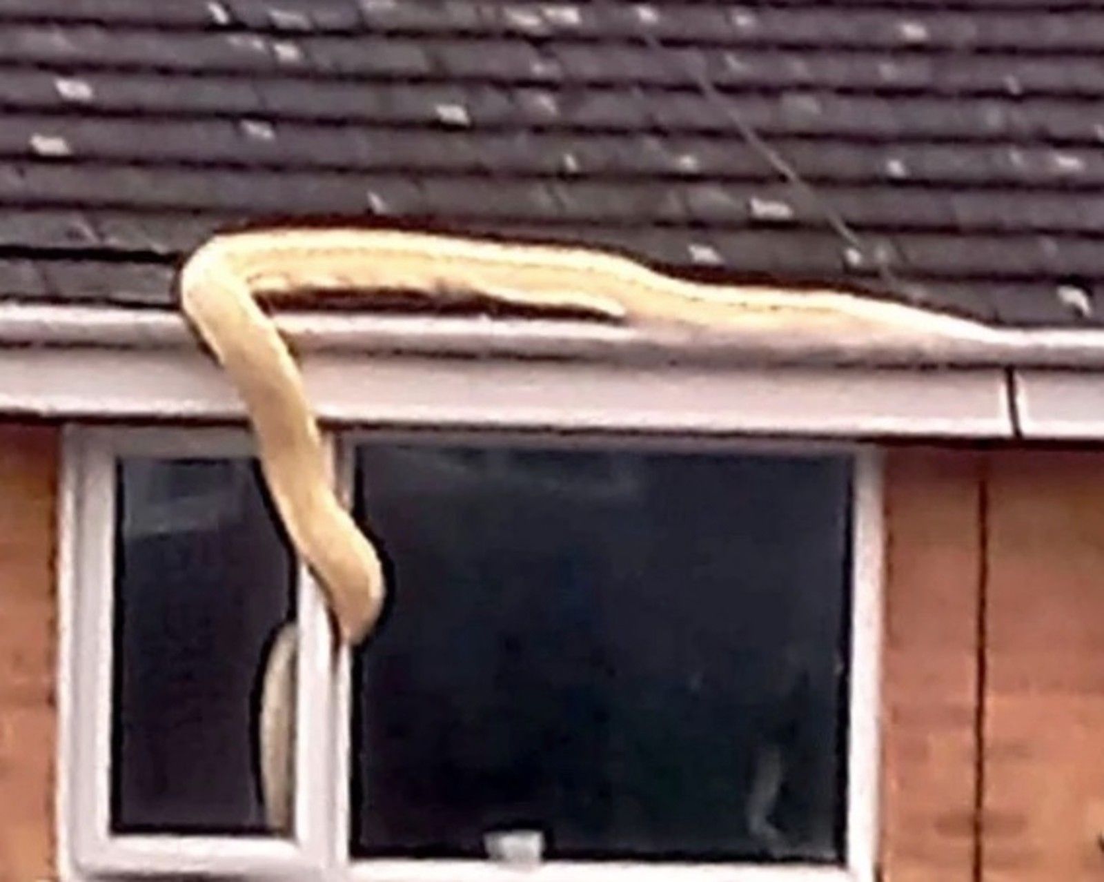 Se asomó por la ventana y vio una serpiente de 38 kilos entrando en la casa del vecino