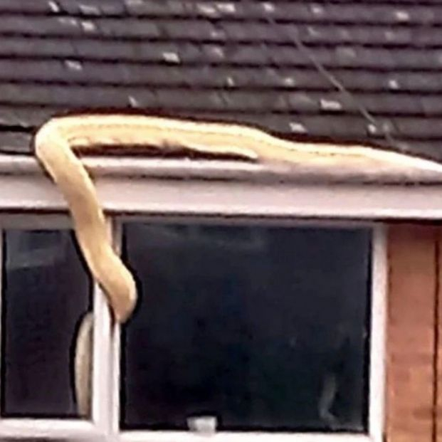 Se asomó por la ventana y vio una serpiente de 38 kilos entrando en la casa del vecino