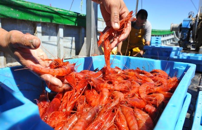 Gambas Rojas de Garrucha 