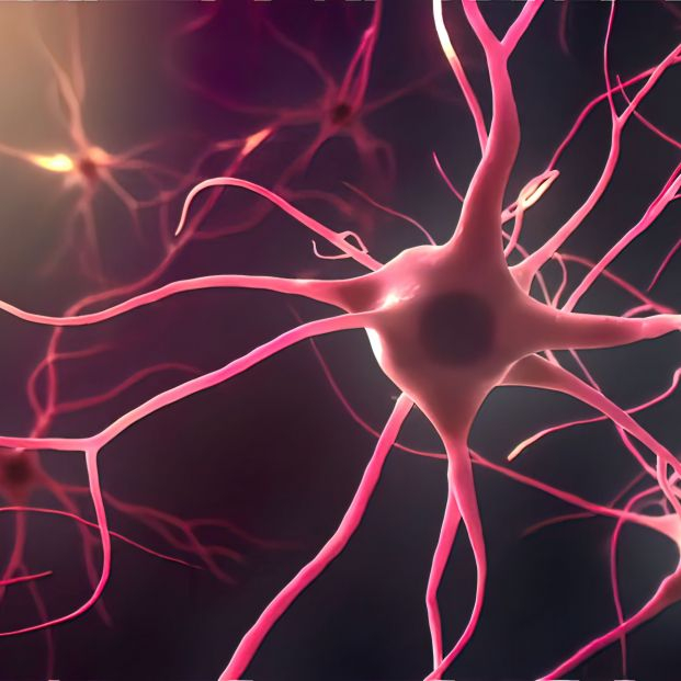 Investigadores consiguen trasplantar neuronas humanas en ratas para estudiar trastornos neurológicos. Foto: Bigstock