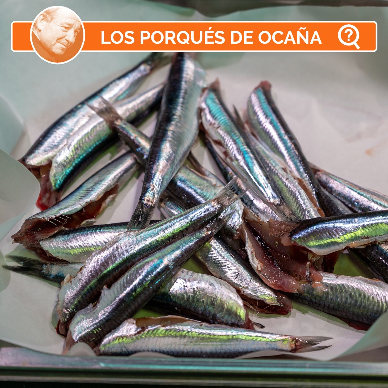 ¿Por qué llaman anchoa al boquerón?