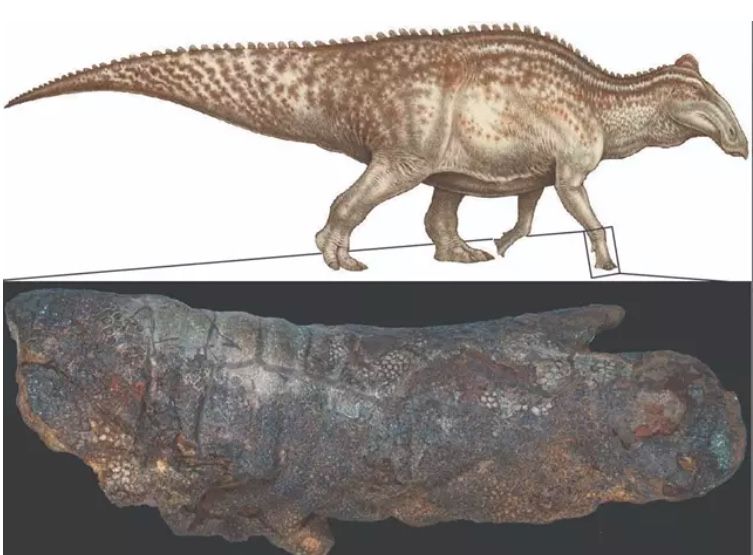 Reconstrucción en vida de un edmontosaurus - Natee Puttapipat