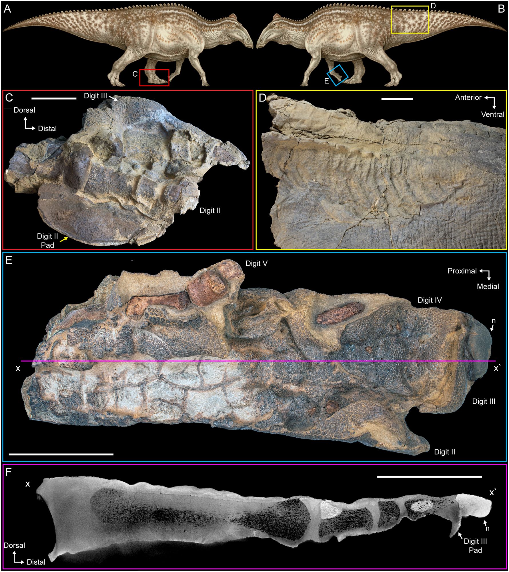 Las "momias" de dinosaurio podrían no ser tan inusuales como se pensaba