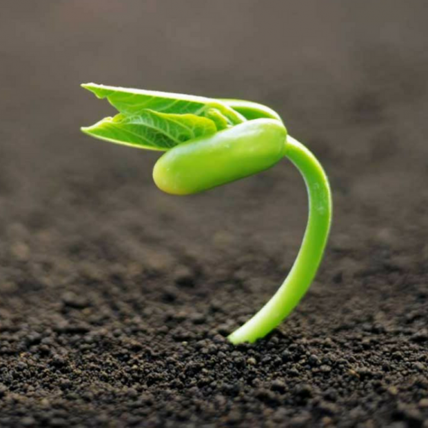 Cómo se germina una semilla (Pixabay)