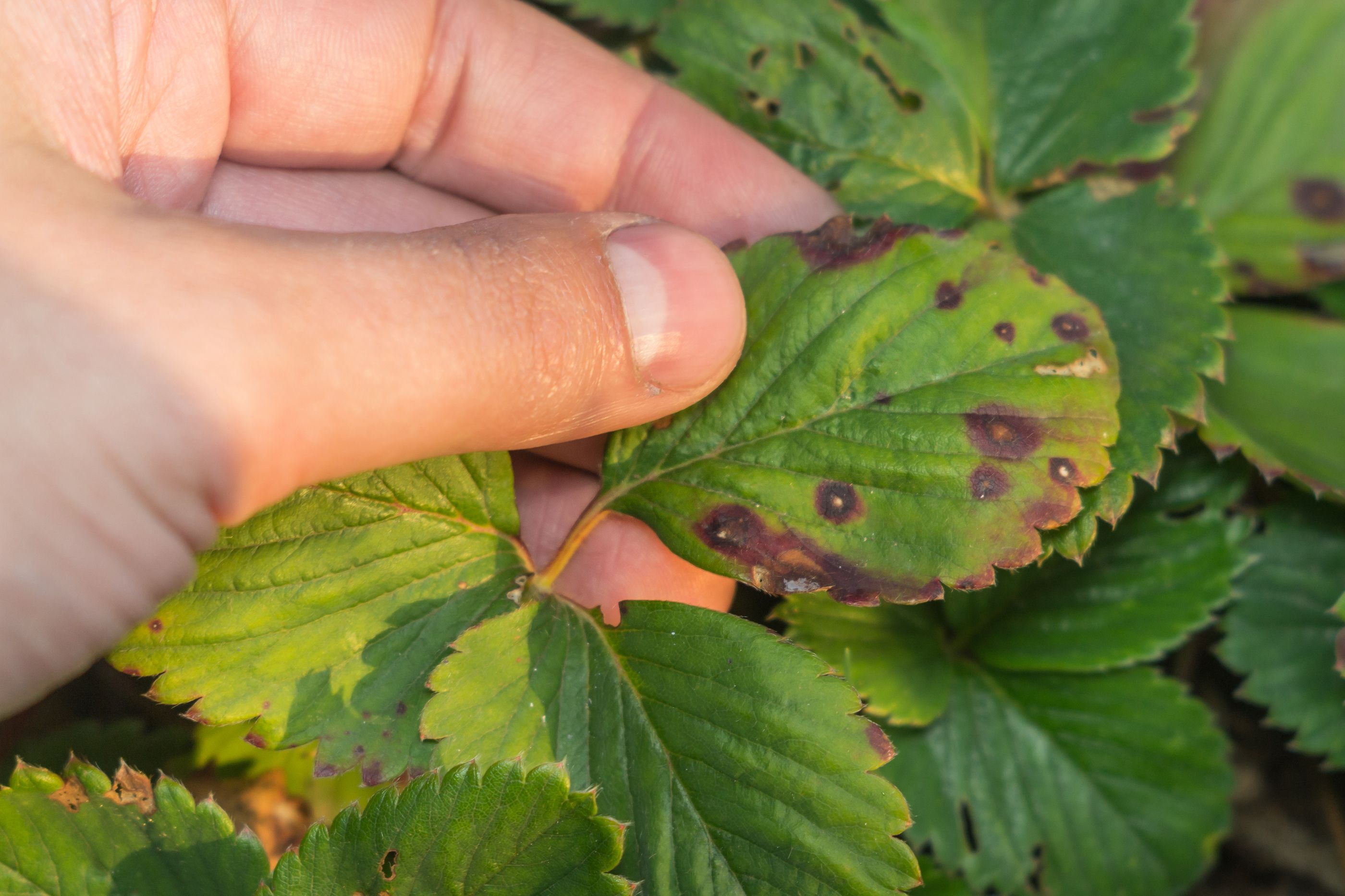 Así afectan a tus plantas la plaga de pulgones