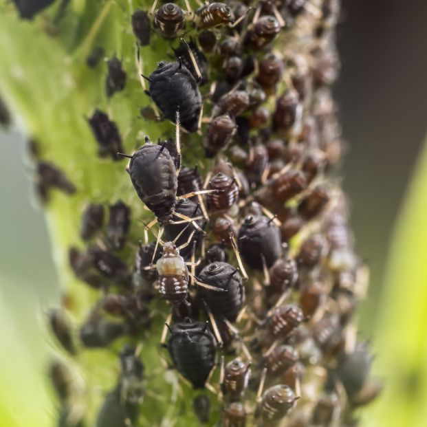 Plaga de pulgones