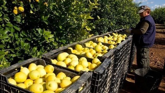EuropaPress 4221567 limones murcia EuropaPress 4221567 limones murcia