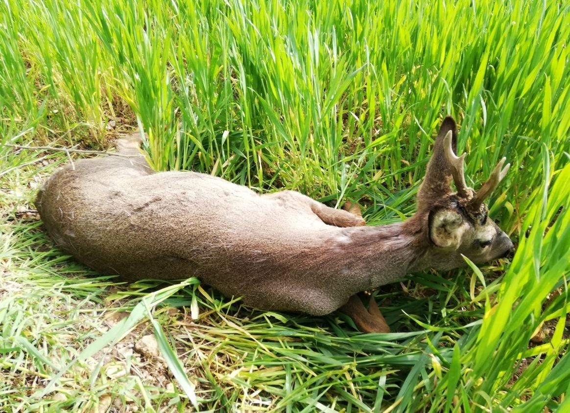 Se duplican los accidentes automovilísticos con animales por "el abandono rural"