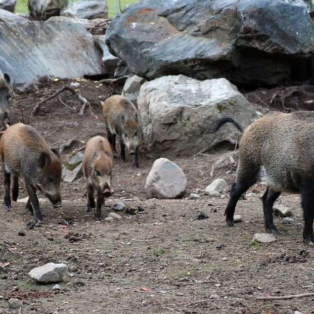bigstock A Family Of Wild Boars With Wi 442704041