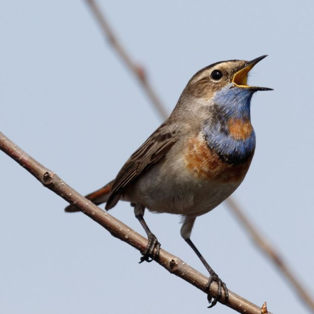 Un estudio revela cómo afecta el canto de los pájaros a la salud mental. Foto: Bigstock