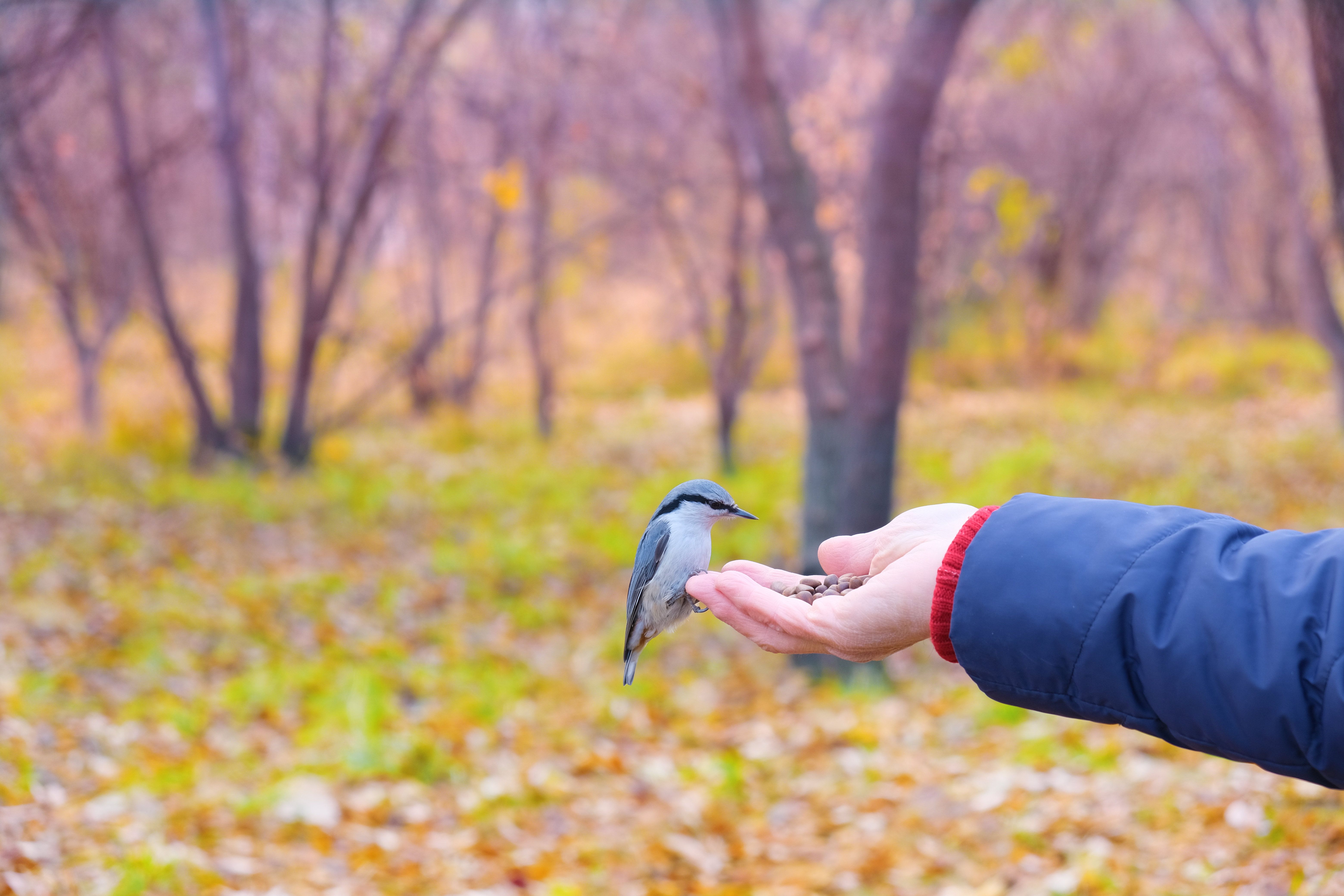 Un estudio revela cómo afecta el canto de los pájaros a la salud mental. Foto: Bigstock