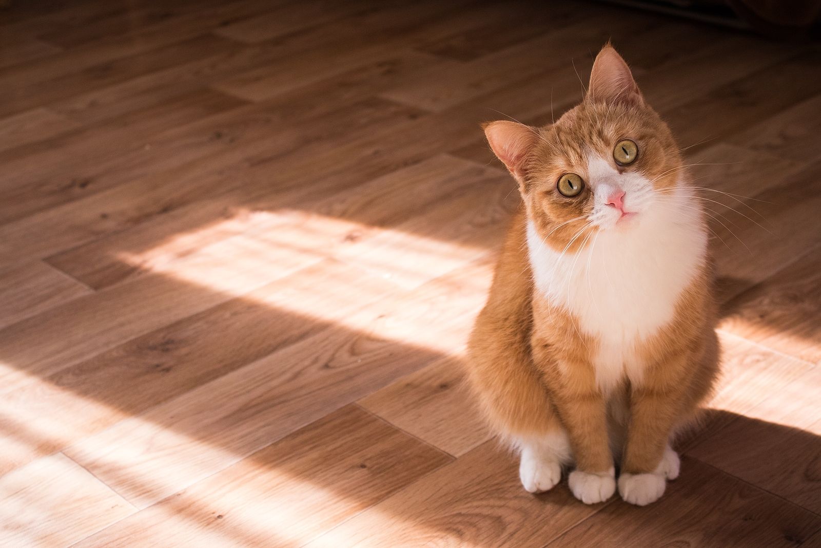 Los gatos distinguen los tonos de voz del dueño