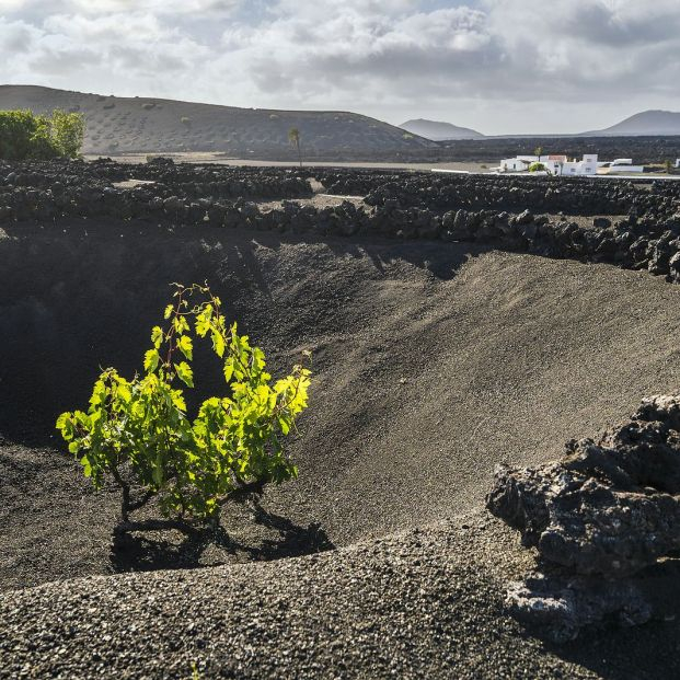 bigstock Landscape Of Volcanic Vineyard 460624087