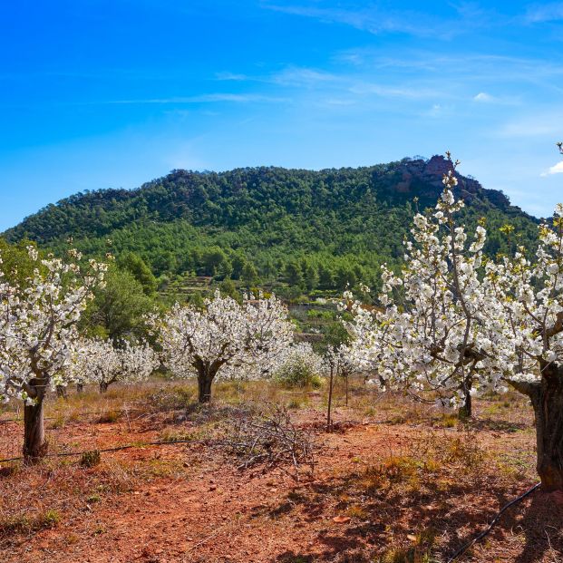 La sierra de Calderona en primavera