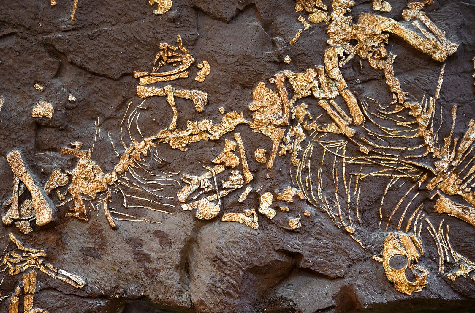 Encuentran trazas fósiles de animales donde cayó el asteroide que acabó con los dinosaurios