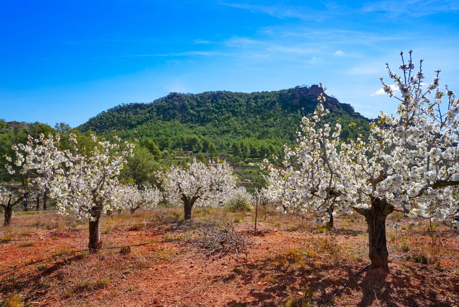 La sierra de Calderona en primavera