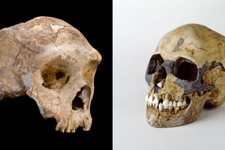EuropaPress 4794614 neandertales izquierda homo sapiens derecha son parientes mas cercanos si