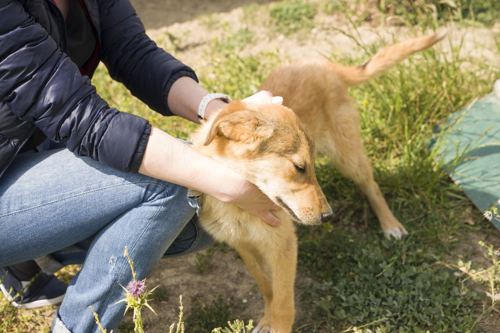 Los perros nos pueden transmitir la enfermedad de la hidatidosis