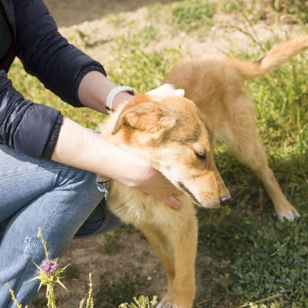 Los perros nos pueden transmitir la enfermedad de la hidatidosis Los perros nos pueden transmitir la enfermedad de la hidatidosis
