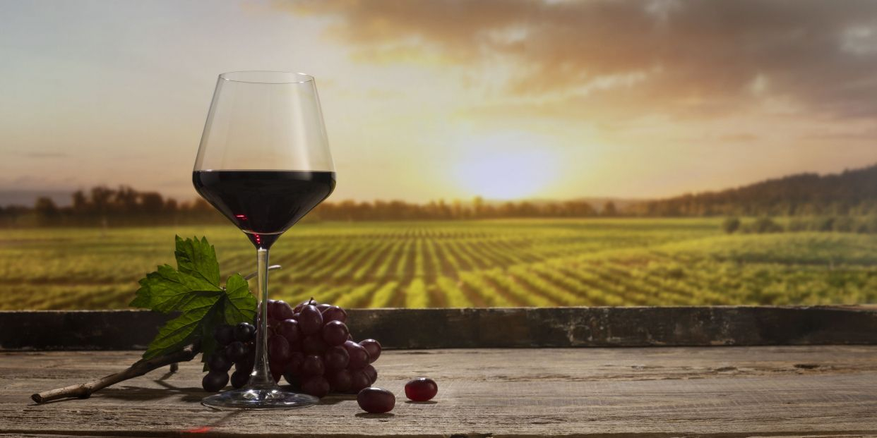 Los 10 mejores vinos de España y sus precios