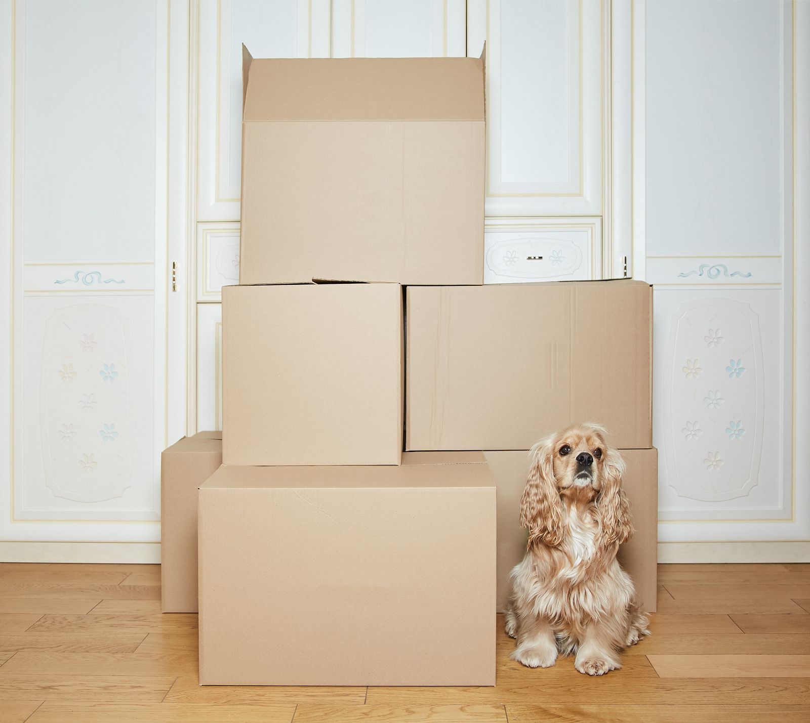 Los mejores trucos para que tu perro supere una mudanza Los mejores trucos para que tu perro supere una mudanza