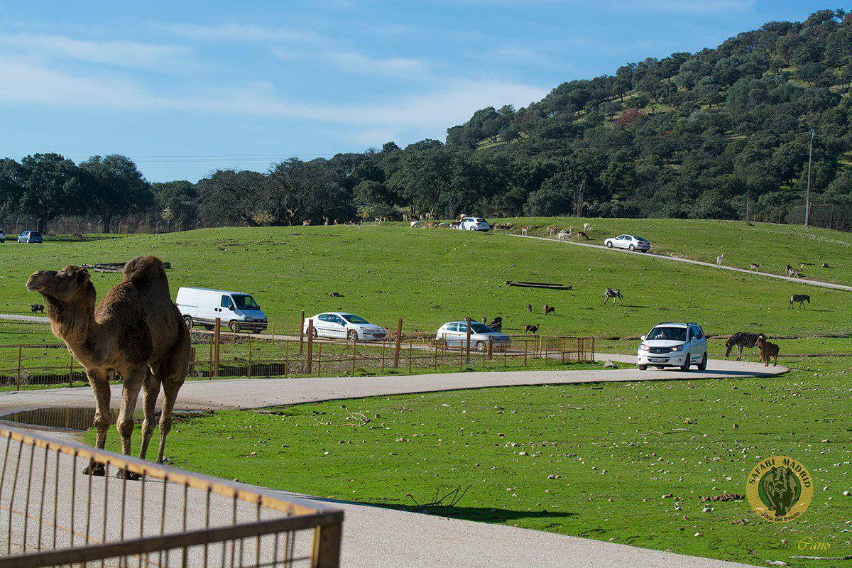 Safari Madrid Aldea del Frenso